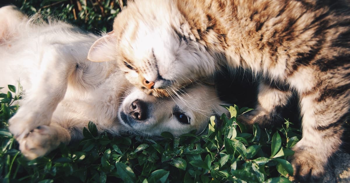 New pet owner with puppy planning pet supplies gift list